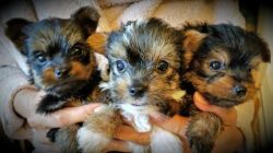 yorkshire terrier puppy ready now for lovely homes