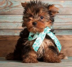 Hand Raise Teacup Yorkie Puppies For Sale