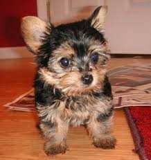 Gorgeous Teacup Yorkie Puppies For Free