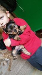Beautiful Yorkshire terrier Puppies for sale