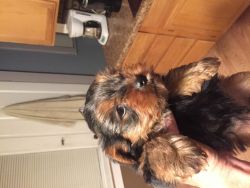 Yorky male puppy for sale