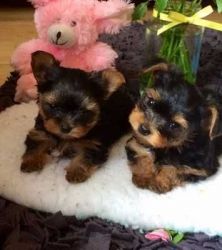 Healthy Well Trained Yorkies