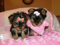 male and female Yorkie puppies