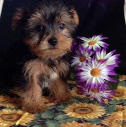 yorkie puppies for xmass