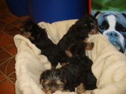 Toy Yorkshire Terrier Pups For Sale
