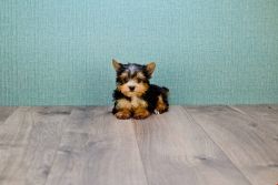 Beautiful Parti Yorkshire Terrier Puppies for sale