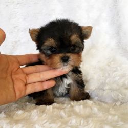 Teacup Yorkie Puppies Availavle