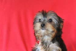 CKC very cute small female Yorkshire terrier puppy