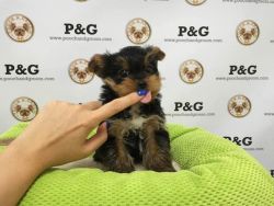 Healthy Yorkie Puppies Available