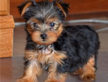 Absolutely Healthy Yorkshire Terrier