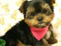 Male And Female Yorkie Puppies available