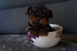 Home Trained T-cup.Yorkie Puppies for Re-homing text (xxx)xxx-xxxx
