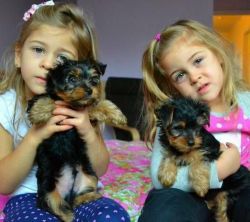 Extraordinary Yorkie Puppies available