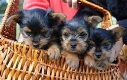 We have a litter of 4 fantastic sweet yorkie puppies for sale.