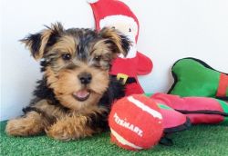 Teacup Yorkshire Terriers Puppies Ready For Sale