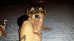 male and female yorkies puppies