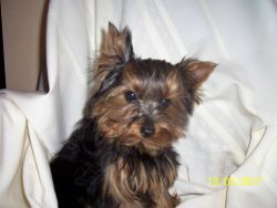 yorkshire terrier puppy male