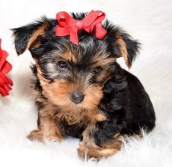 Yorkshire Terrier Male Pup For Sale