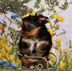 Mini Yorkshire Terrier Pups For Sale