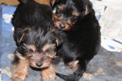 AKC Yorkshire Terrier Puppies