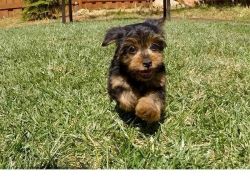 male and female Tea cup yorkshire terrier puppies