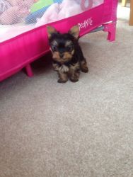 1lbs Yorkshire Terrier Girl Puppy