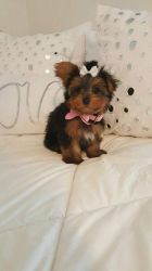 Teacup Yorkie Puppies for sale