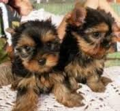 Beautiful Pure Breed Yorkie Puppies