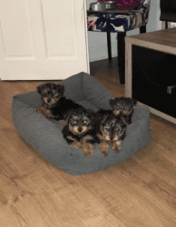 Cute and lovable yorkie puppies available for sale.