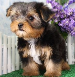 (Marty)Yorkshire Terrier Puppies for Sale