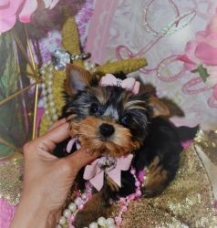 AKC T-cup Yorkie Puppies For Sale
