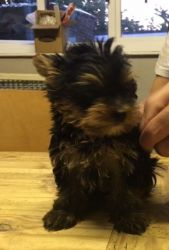 Very Tiny Female Puppy Can Be Kc Reg