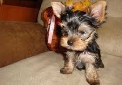 Registered Yorkshire Puppies For Re-Homing Gorgeous Tiny Yorkie Pupp