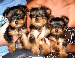 Amazing Yorkshire Terrier Puppies-Rehoming