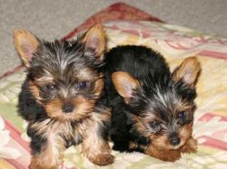 Cute and charming male and female yorkie puppies for adoption