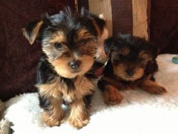 Beautiful traditional sweet Yorkshire Terrier