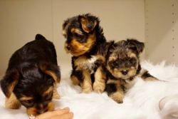 Affectionate Yorkie puppies for sale text or call xxx) xxx-xxx3