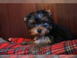 Cute and charming male and female yorkie