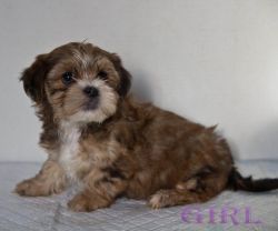 Shorkie For Sale Best Of Litter Due Cancellation