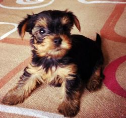 available to adopt 2 Yorkie puppies 1 boy 1 girl 10 weeks old
