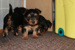 Yorkshire Terrier puppies for new home