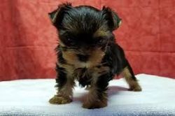 Tiny Adorable Baby Yorkie Puppy -xxx xxx xxx8