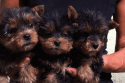 Adorable Yorkshire Terrier Puppies For Sale