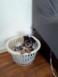 3xdogs And 3xbitches Miniature Yorkies For Sale