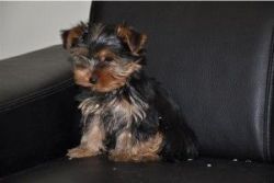 Cute Yorkshire Terrier for Sale
