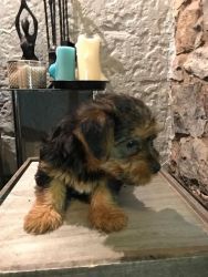 Afectionate Yorkie Puppies for Free