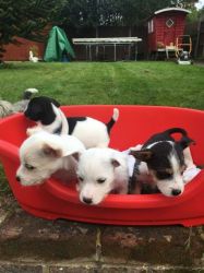4 Yorkshire Terrier Cross Jack Russel Puppies
