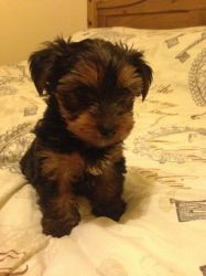 lack & gold Beautiful YORKIE puppies With a Kind & Gentle Soul.(214) 6