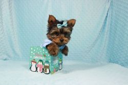Tiny Yorkshire Terrier puppies AKC