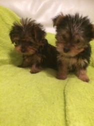 Adorable Yorkshire terrier Puppies for sale